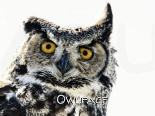 Owlface